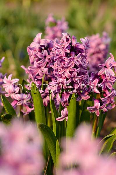 531012 - Common hyacinth (Hyacinthus orientalis 'Splendid Cornelia')