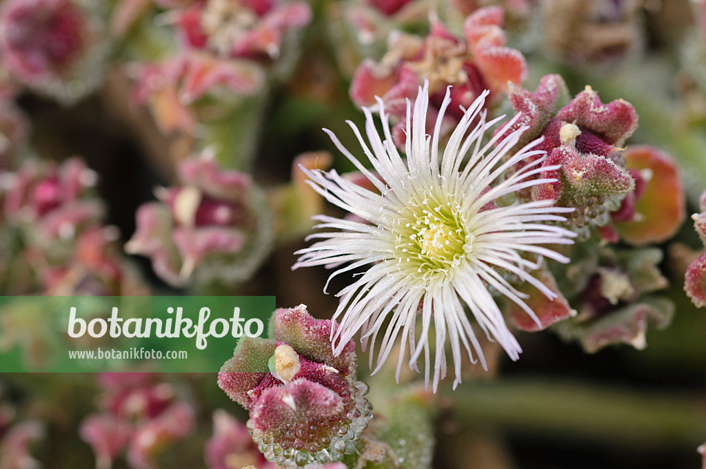 476229 - Common ice plant (Mesembryanthemum crystallinum)