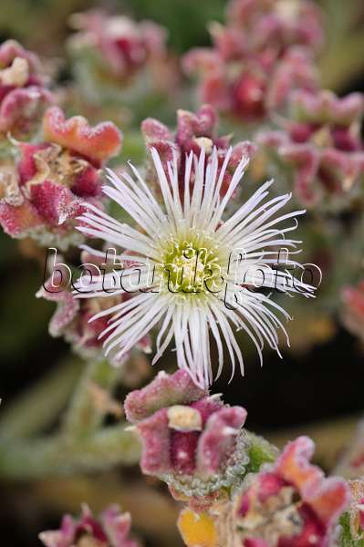 476230 - Common ice plant (Mesembryanthemum crystallinum)
