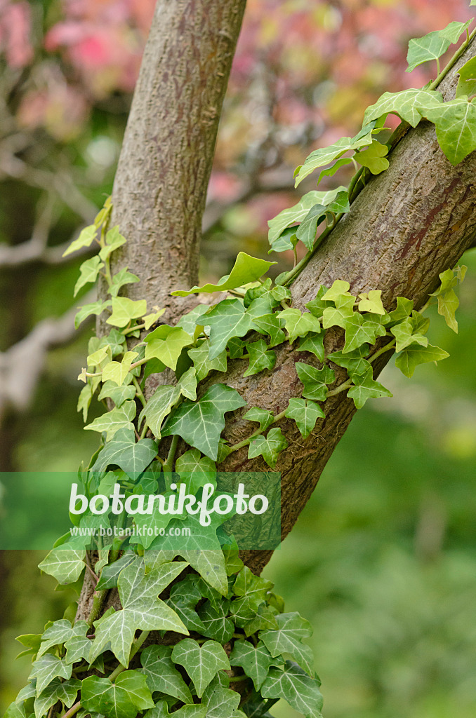 523145 - Common ivy (Hedera helix)