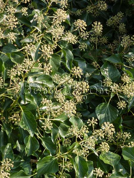 418065 - Common ivy (Hedera helix 'Arborescens')