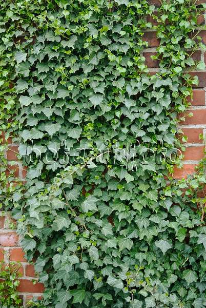 490071 - Common ivy (Hedera helix 'Hibernica')