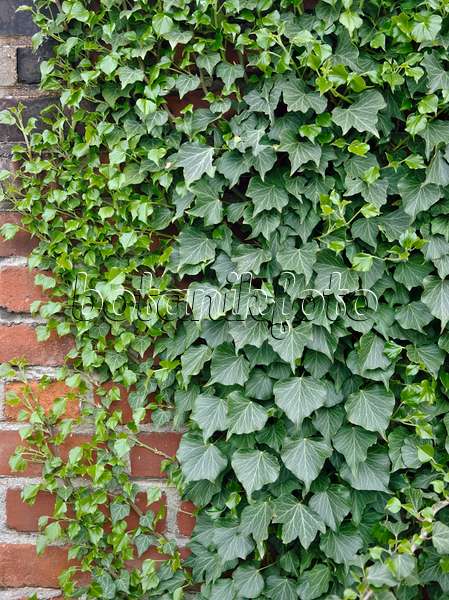 490072 - Common ivy (Hedera helix 'Hibernica')