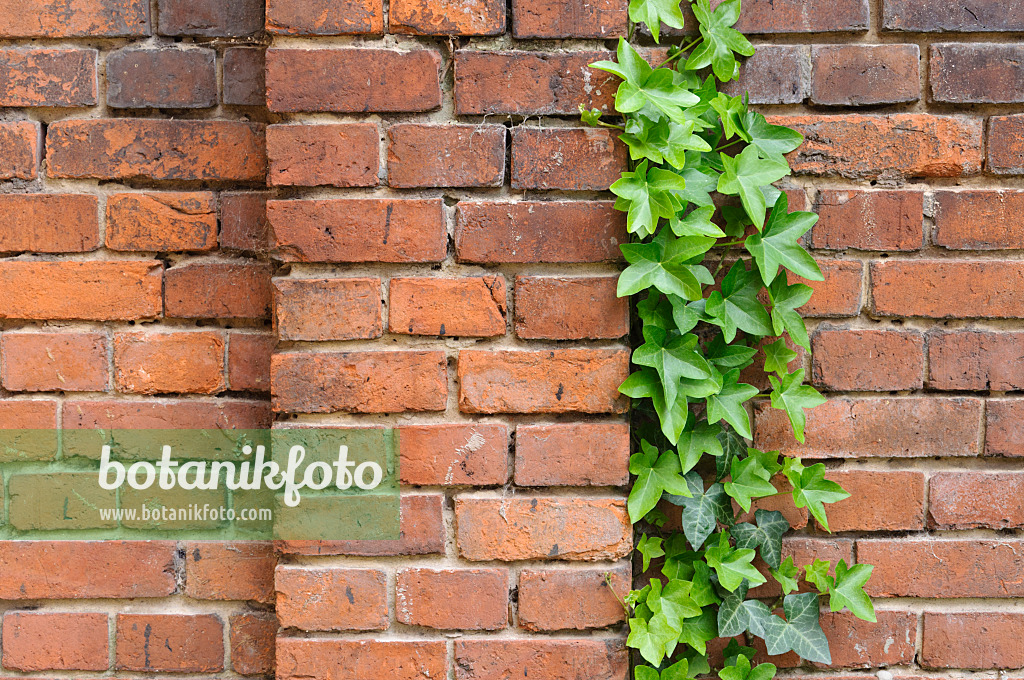 472207 - Common ivy (Hedera helix) in front of a brick wall