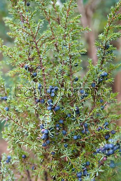 490085 - Common juniper (Juniperus communis)