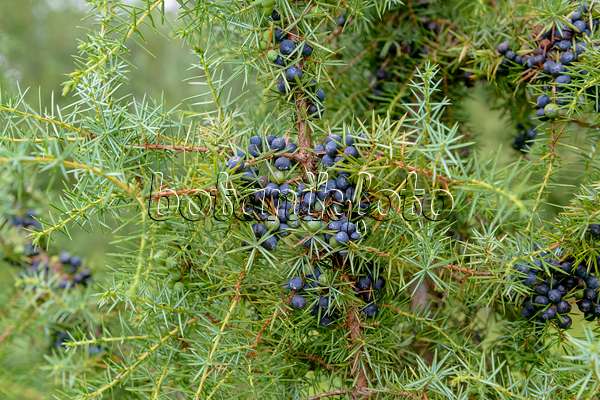 593108 - Common juniper (Juniperus communis)