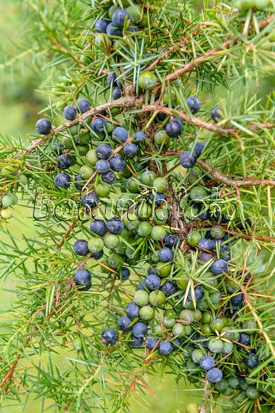 593110 - Common juniper (Juniperus communis)