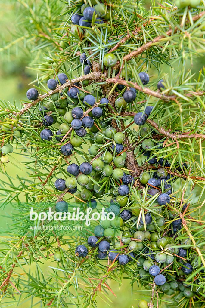 593110 - Common juniper (Juniperus communis)