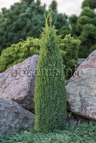 651354 - Common juniper (Juniperus communis 'Compressa')