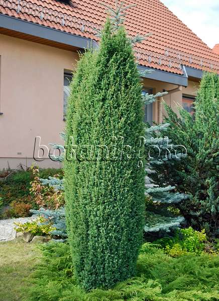 471404 - Common juniper (Juniperus communis 'Hibernica')