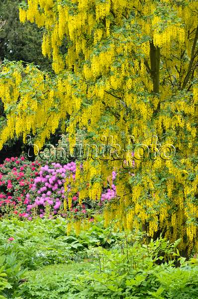 520415 - Common laburnum (Laburnum anagyroides) and rhododendrons (Rhododendron)