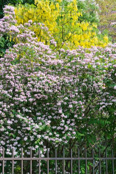 544164 - Common laburnum (Laburnum anagyroides) and beauty bush (Kolkwitzia amabilis)