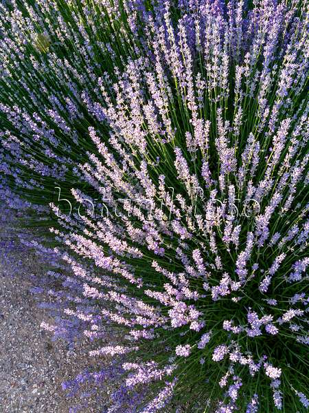 426332 - Common lavender (Lavandula angustifolia)