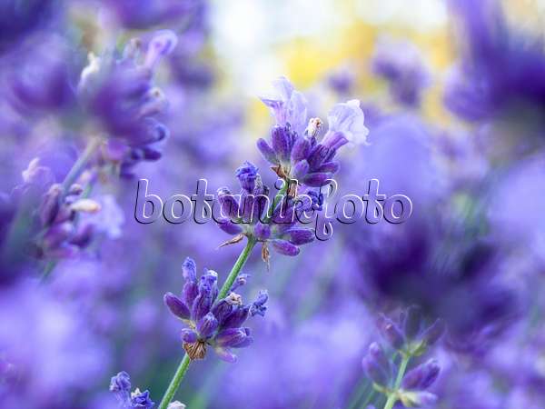 449030 - Common lavender (Lavandula angustifolia)
