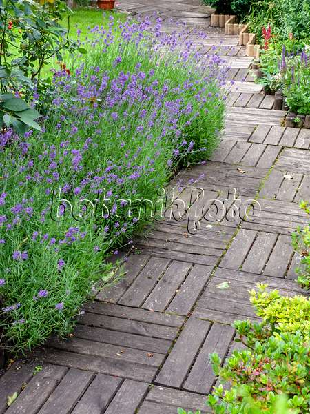 449033 - Common lavender (Lavandula angustifolia)