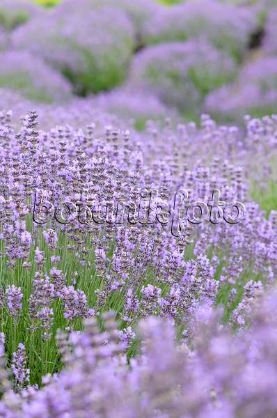 534102 - Common lavender (Lavandula angustifolia)