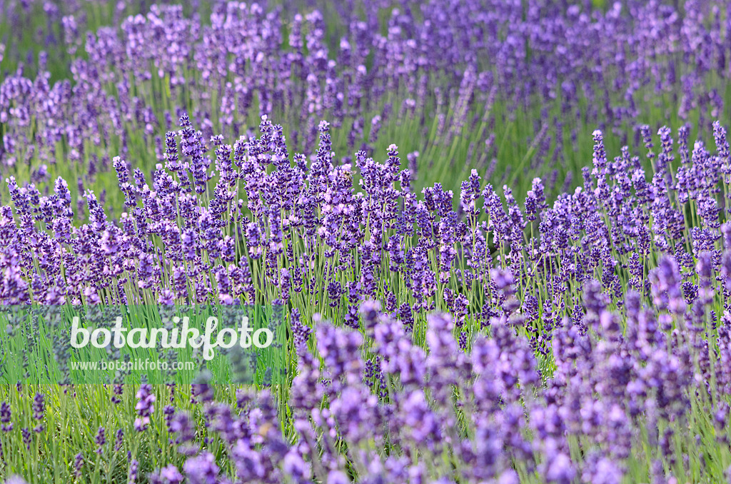 534104 - Common lavender (Lavandula angustifolia)