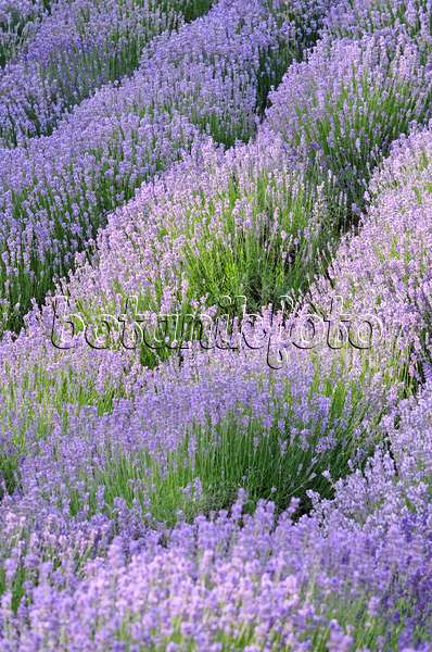534105 - Common lavender (Lavandula angustifolia)