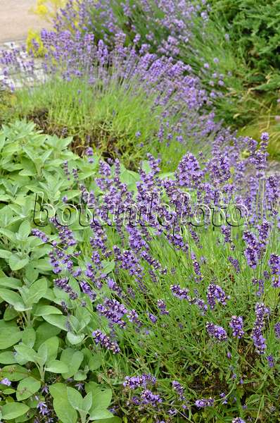 534162 - Common lavender (Lavandula angustifolia)