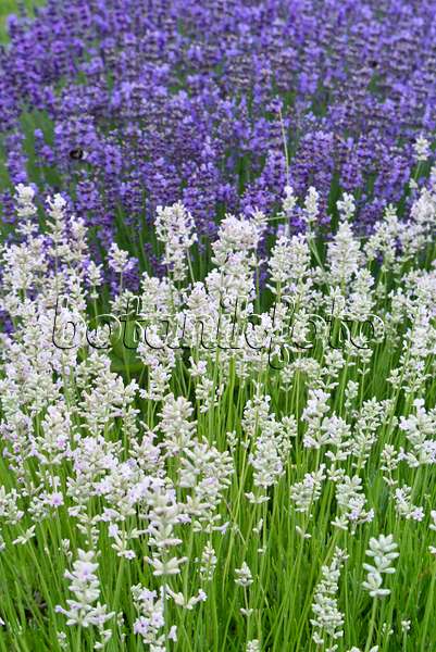 546034 - Common lavender (Lavandula angustifolia)