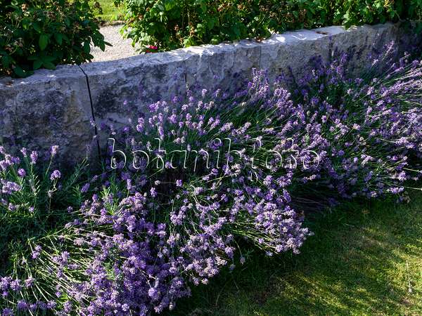 462036 - Common lavender (Lavandula angustifolia 'Hidcote Blue')