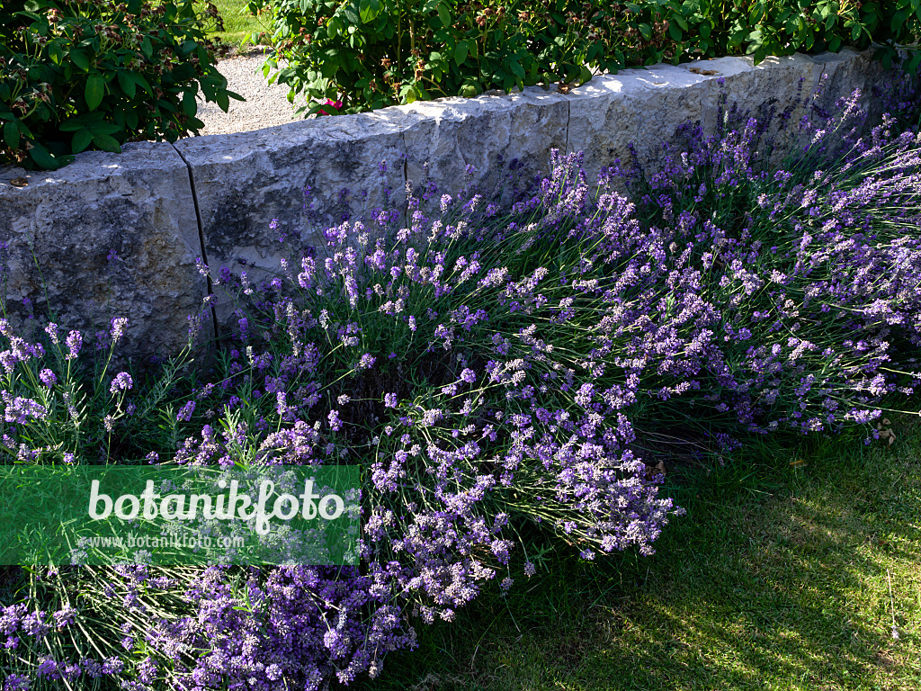 462036 - Common lavender (Lavandula angustifolia 'Hidcote Blue')