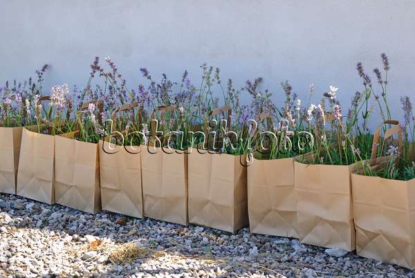 475049 - Common lavender (Lavandula angustifolia) in paper bags