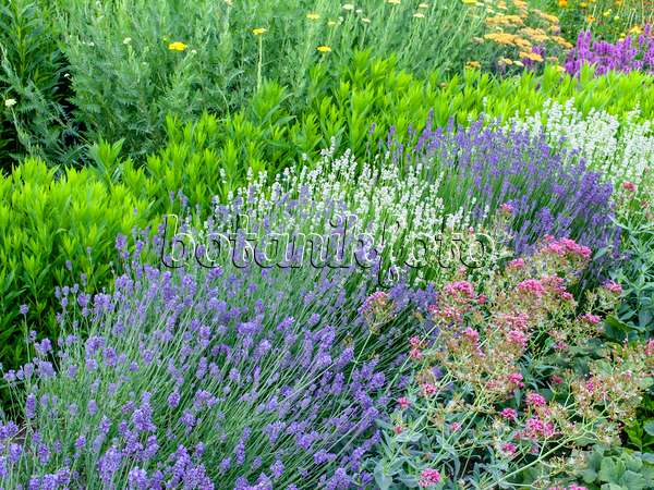 461092 - Common lavender (Lavandula angustifolia 'Munstead' and Lavandula angustifolia 'Edelweiss') and obedient plant (Physostegia)