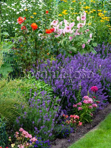 449038 - Common lavender (Lavandula angustifolia), roses (Rosa) and phlox (Phlox)