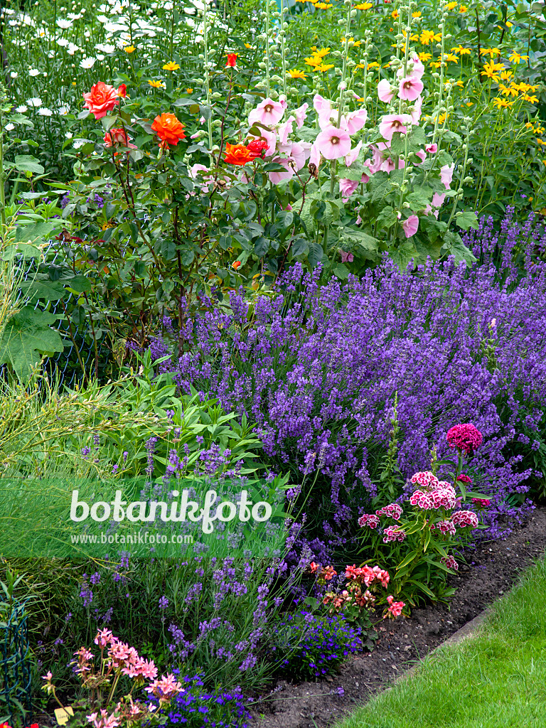 449038 - Common lavender (Lavandula angustifolia), roses (Rosa) and phlox (Phlox)