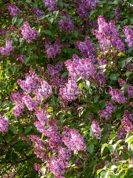 412058 - Common lilac (Syringa vulgaris)