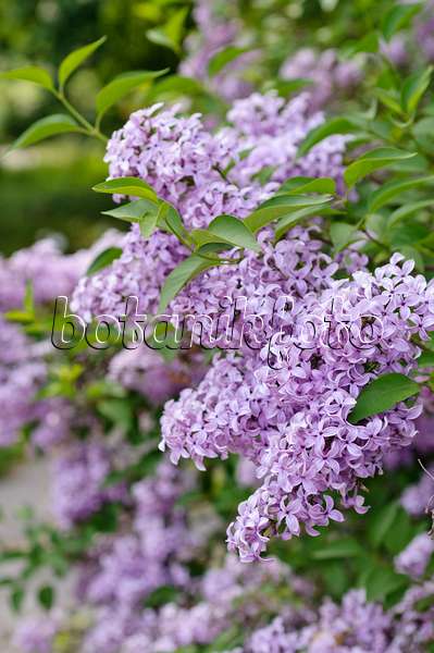 484243 - Common lilac (Syringa vulgaris)