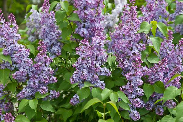 517249 - Common lilac (Syringa vulgaris)