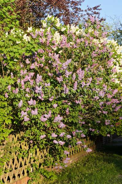 544051 - Common lilac (Syringa vulgaris)