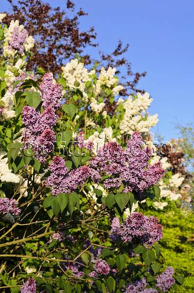 544052 - Common lilac (Syringa vulgaris)