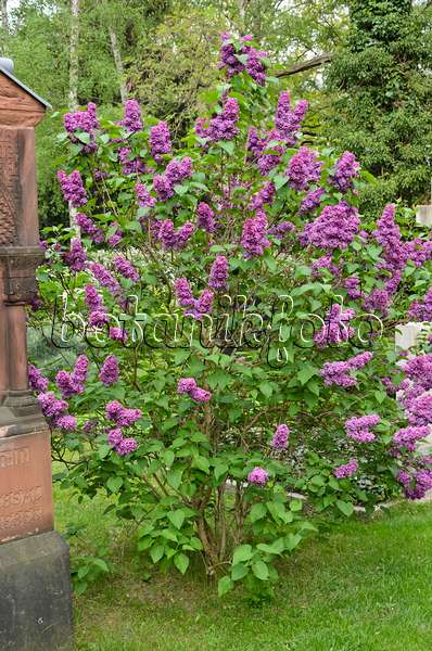 544070 - Common lilac (Syringa vulgaris)