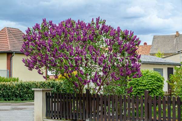 593207 - Common lilac (Syringa vulgaris 'Andenken an Ludwig Späth')