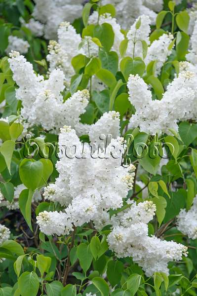 517247 - Common lilac (Syringa vulgaris 'Mme Florent Stepman')