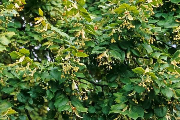 442071 - Common lime (Tilia x europaea)