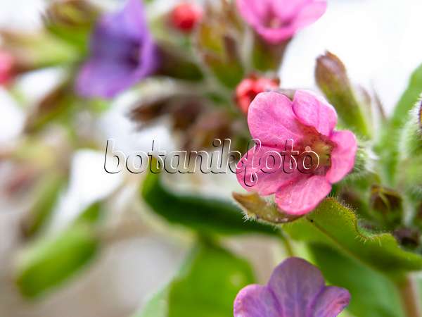 436229 - Common lungwort (Pulmonaria officinalis)