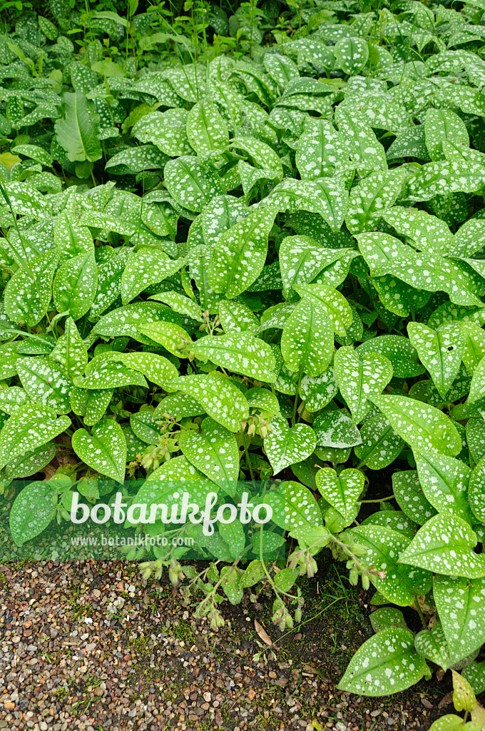 484202 - Common lungwort (Pulmonaria officinalis)