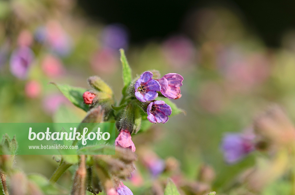 519056 - Common lungwort (Pulmonaria officinalis)