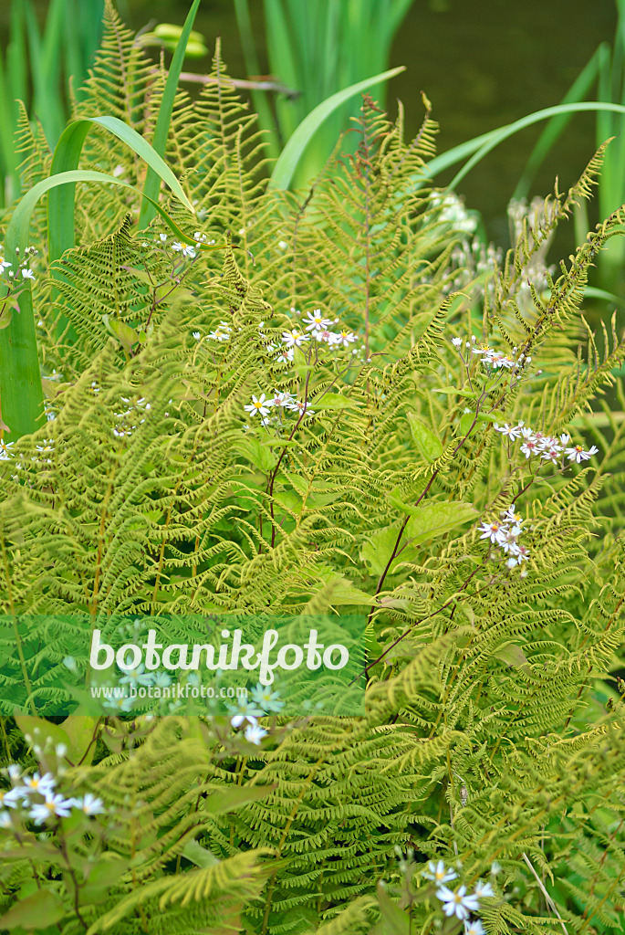 517437 - Common male fern (Dryopteris filix-mas) and blue wood aster (Aster cordifolius 'Silver Spray')