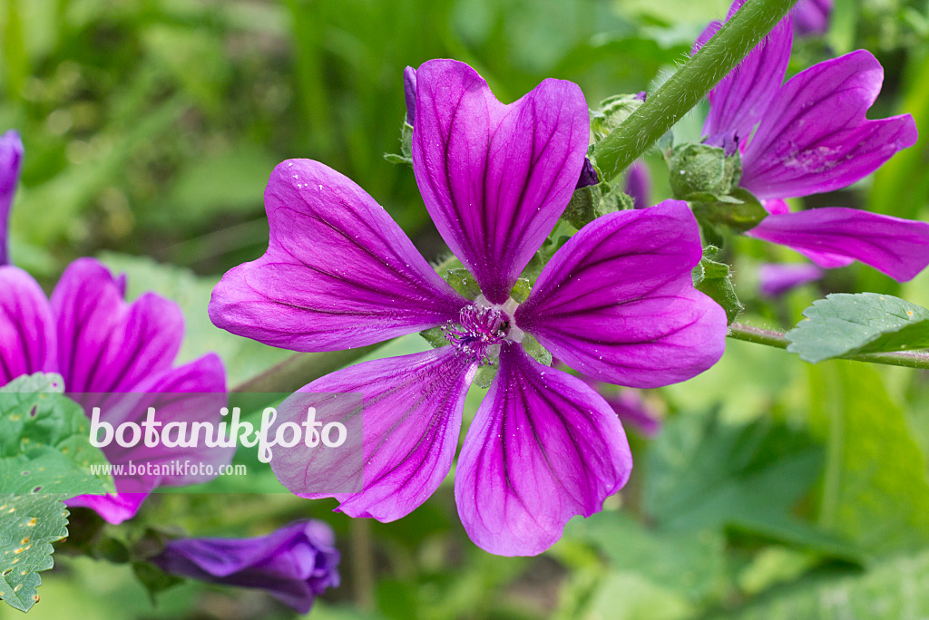 572119 - Common mallow (Malva sylvestris)