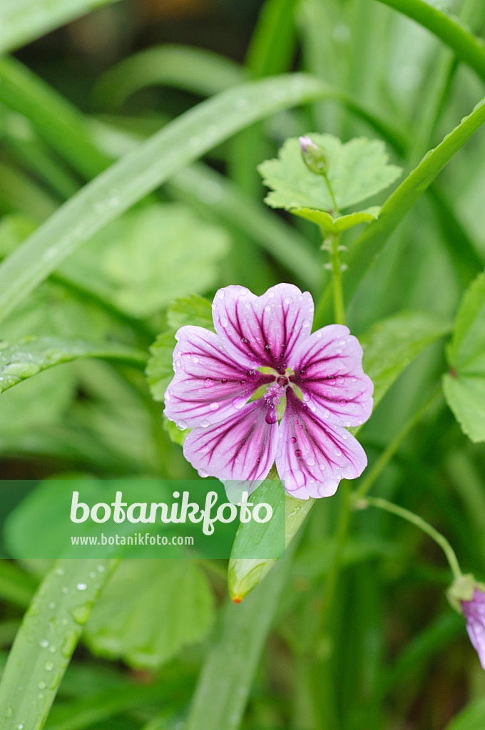 487107 - Common mallow (Malva sylvestris var. mauritiana)