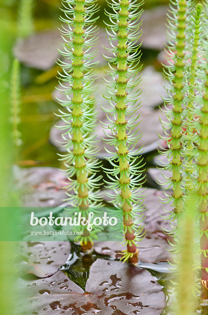 520409 - Common mare's tail (Hippuris vulgaris) and water lily (Nymphaea)