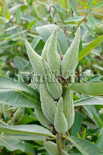 475007 - Common milkweed (Asclepias syriaca)