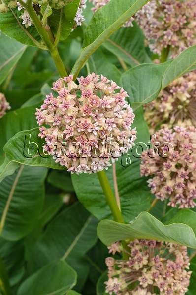 497116 - Common milkweed (Asclepias syriaca)