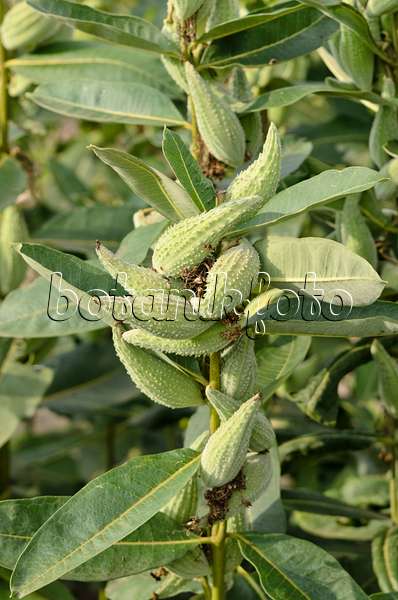 535001 - Common milkweed (Asclepias syriaca)
