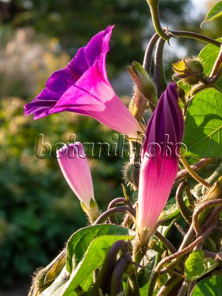 415037 - Common morning glory (Ipomoea purpurea)